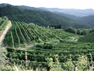 Lamole, gli antichi terrazzamenti del Chianti