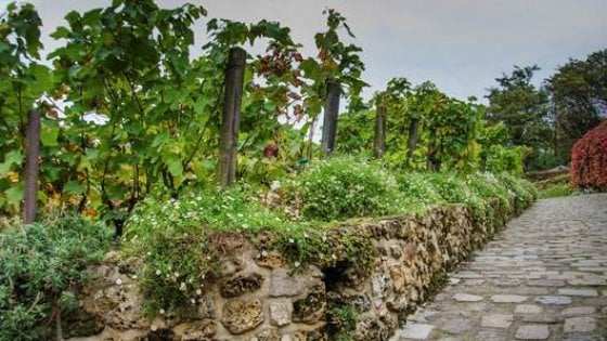 Parigi, la vigna di Montmartre
