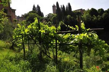 Siena, Senarum Vinea
