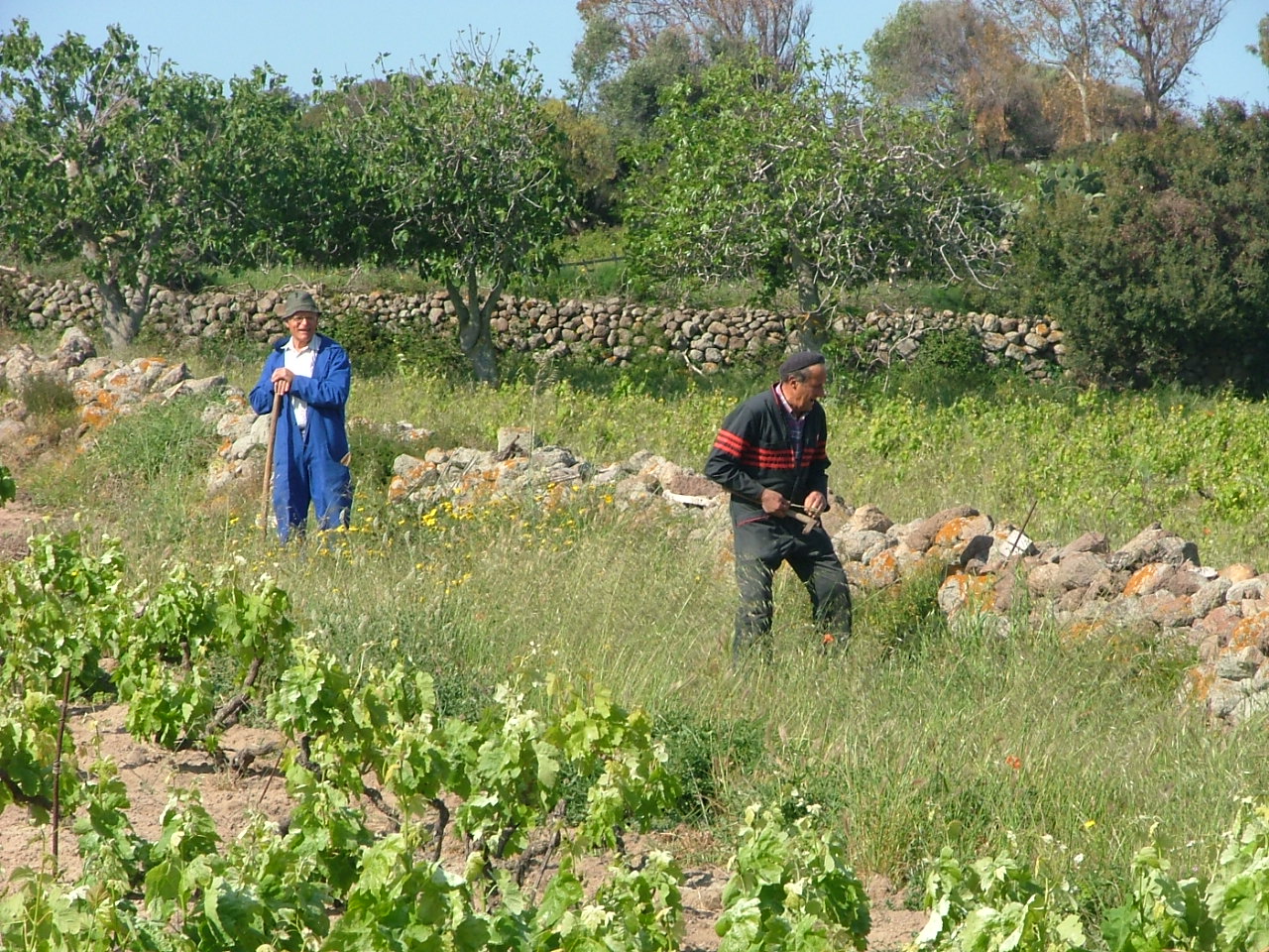 I vigneti a piede franco di Sant’Antioco