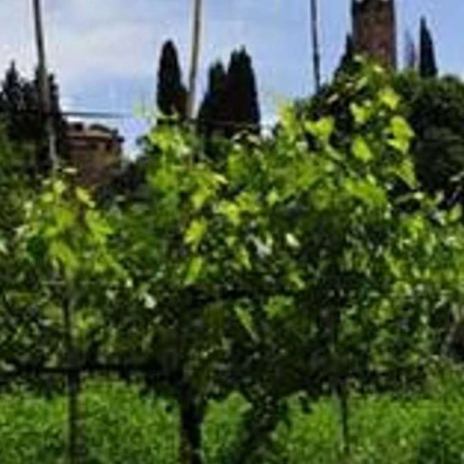 Enoregioni italiane: Colline Aretine e Valdichiana