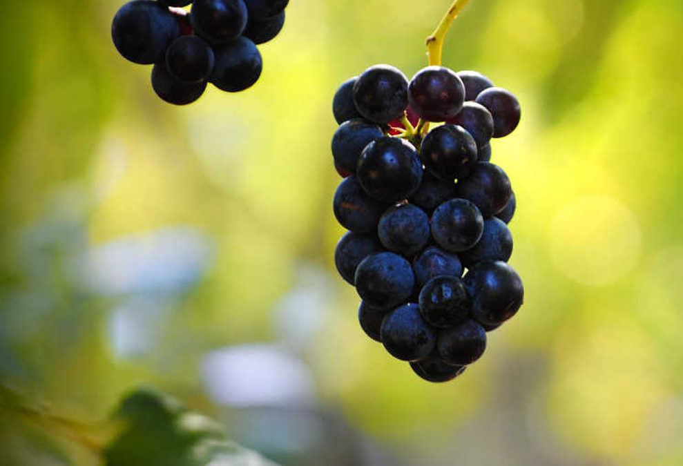 Enoregioni italiane: Montalcino e Terre di Siena