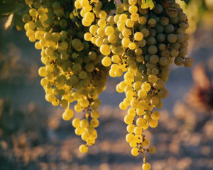 Enoregioni italiane: Maremma Toscana