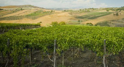 Enoregioni italiane: Sicilia Occidentale