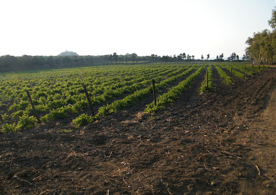 Enoregioni italiane: Sicilia Orientale