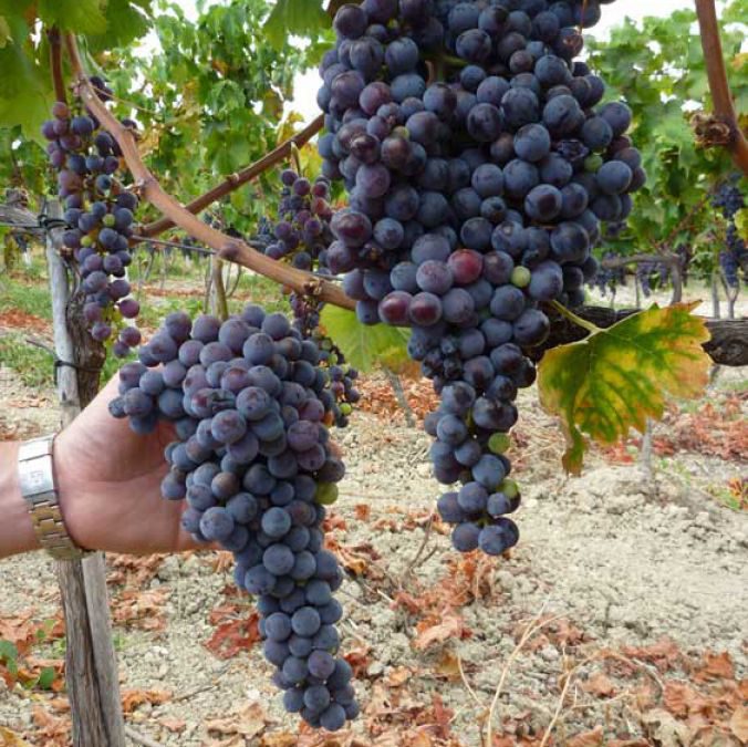 Enoregioni italiane: Cosentino e Fascia Tirrenica