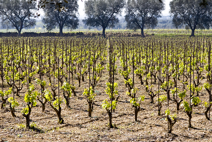 Enoregioni italiane: Salento