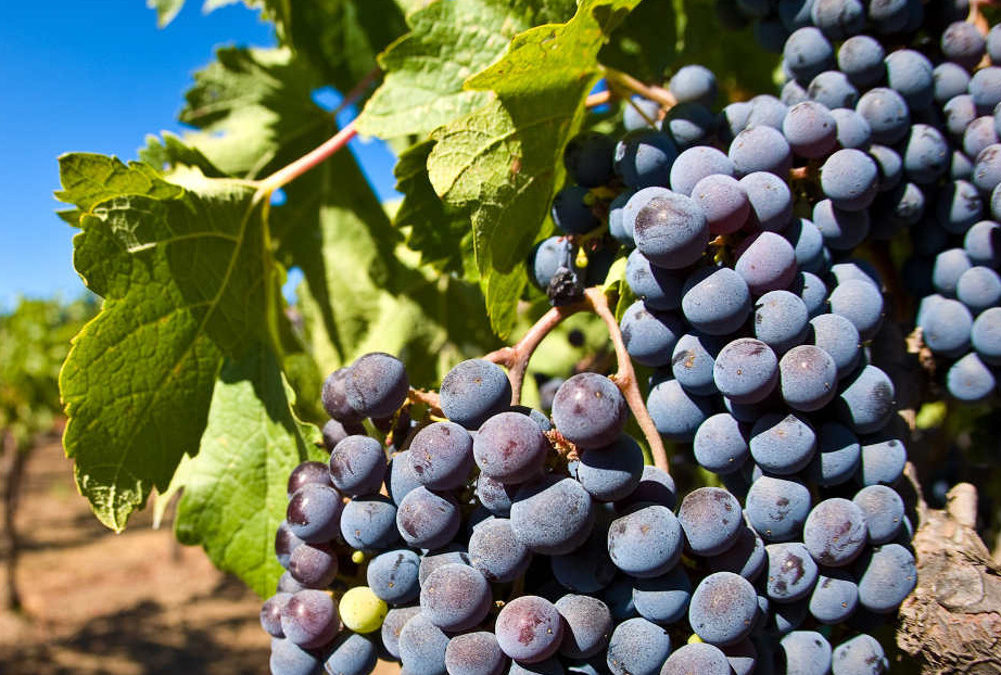 Enoregioni italiane: Crotonese Ionico