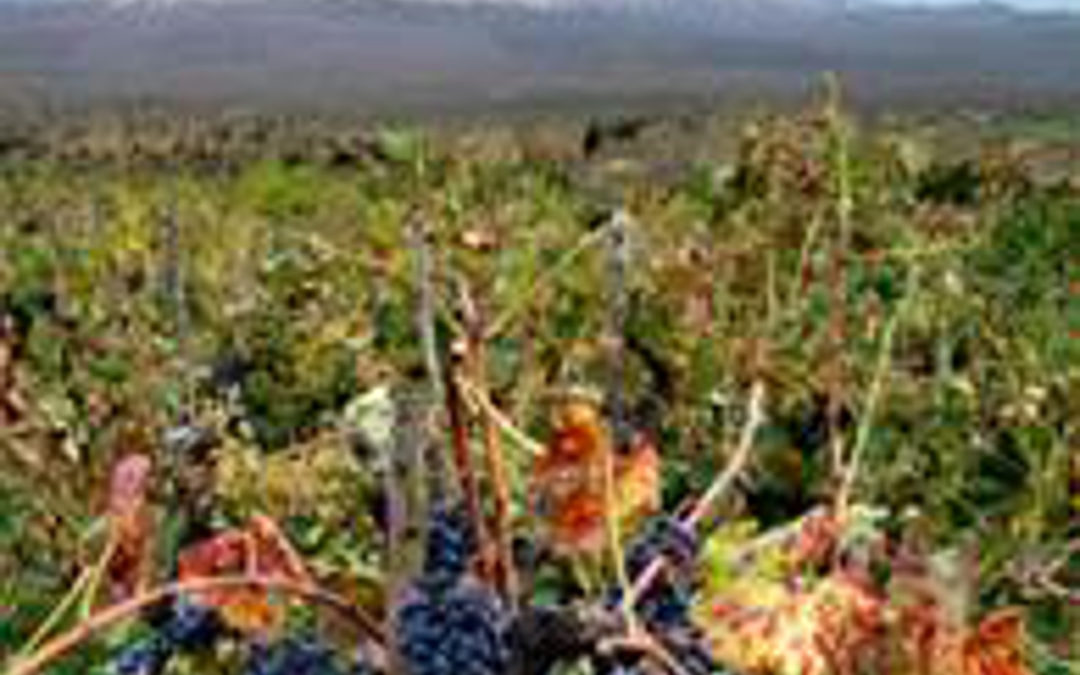 Enoregioni italiane: Etna