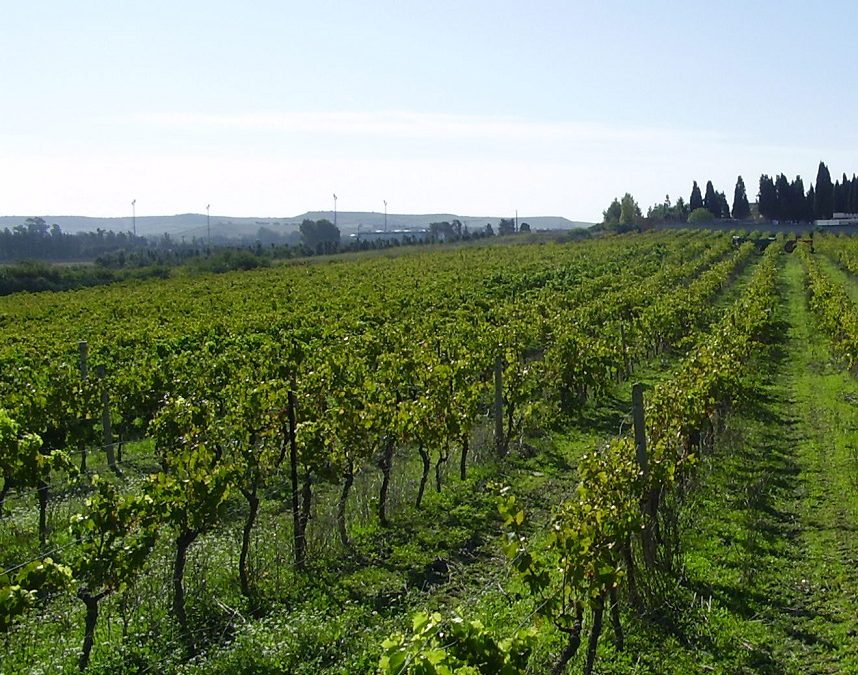 Enoregioni italiane: Cagliaritano