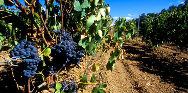 Enoregioni italiane: Sulcis e Campidano