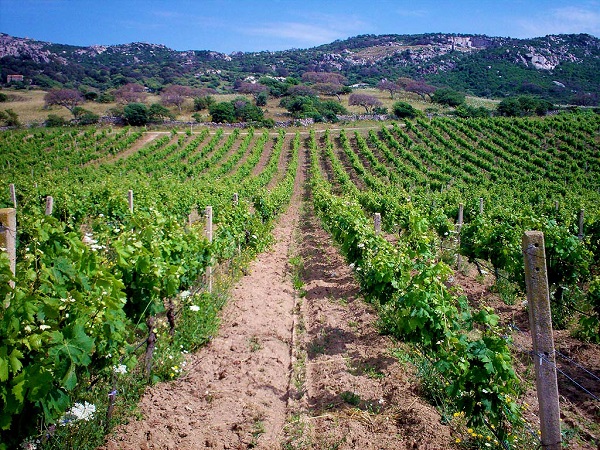 Enoregioni italiane: Gallura