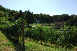 A Torino si vendemmia in città
