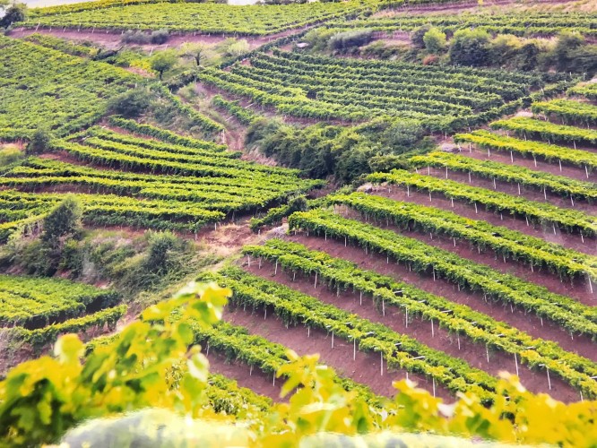Soave patrimonio dell’umanità dell’agricoltura
