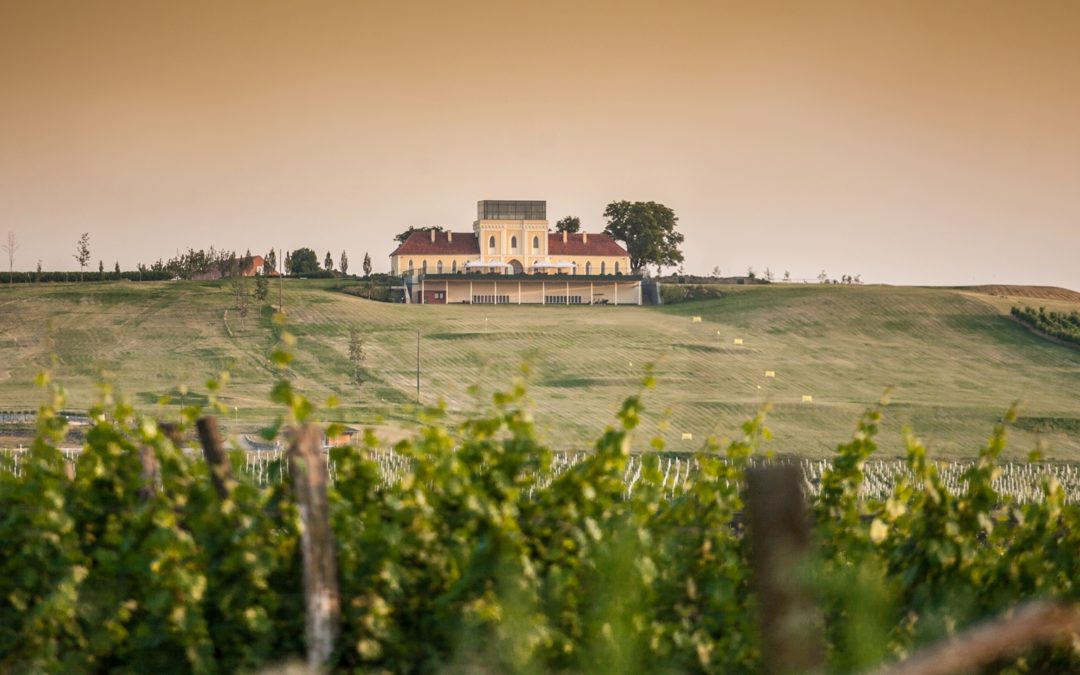 Croazia, la terra del buon vino