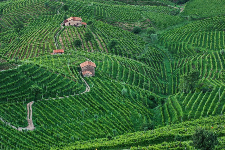 Le Colline del Prosecco Patrimonio dell’Umanità