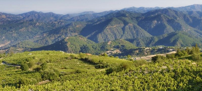 Pafos entra negli Itinerari della Vite e del Vino