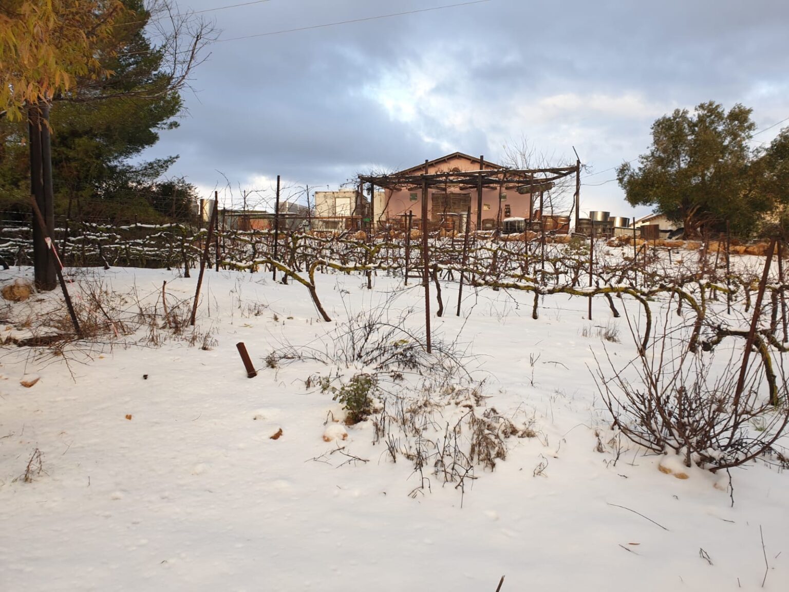 Judean Hills and Iter Vitis together to create the Wines of the Bible ...